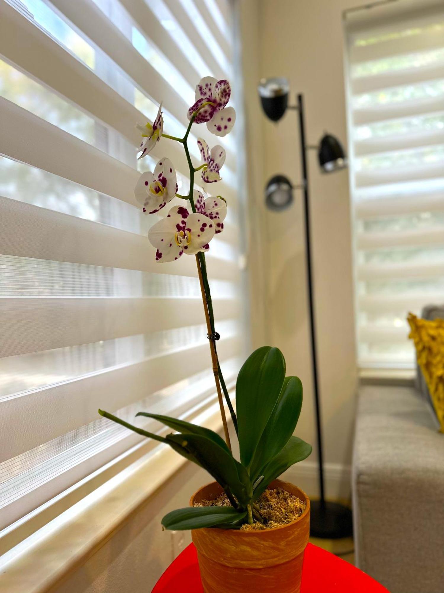 Albatross Condo In Pga Village, 2 Bedroom 1 Bath, A Side Carlton Eksteriør billede
